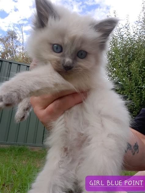 Ragdoll - Cohuna - PetsForHomes
