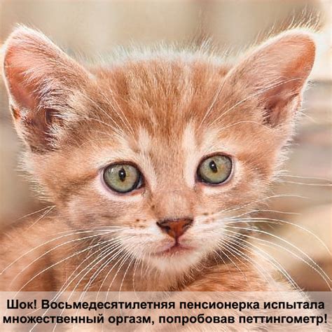 как выглядит кошка — Postimages