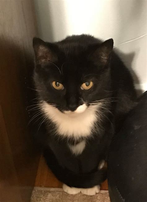 Adopt - Kitten Korner Rescue, Inc.