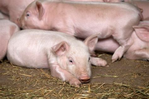 Продаються поросята, купити поросята — Agro-Ukraine