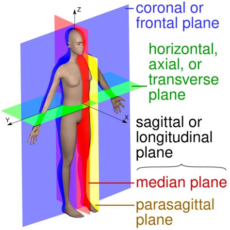 sagittal plane wikipedia