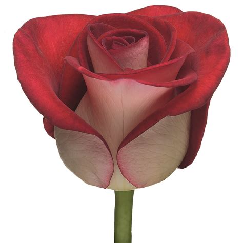 Блюз - Одноголовые - Каталог роз - Каталог - roseline8.make.inspiro.su