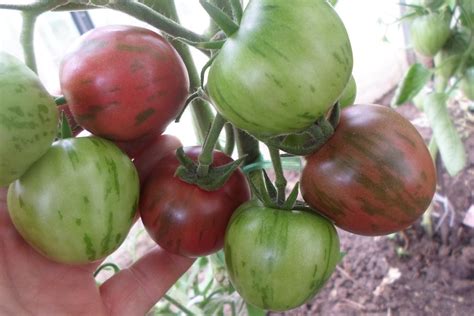 Томат Фиолетовая яшма: ОТЗЫВЫ (5), фото, урожайность | tomatland.ru