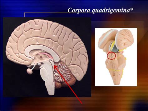 PPT - Brain & Cranial Nerves PowerPoint Presentation, free download ...