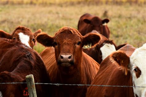 USDA To Survey Cattle Operations - Mid-West Farm Report