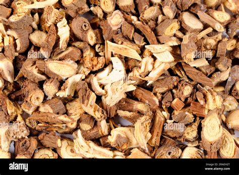 Chinese Rabbit Ear Root (Bupleuri Radix), Chai Hu Stock Photo - Alamy