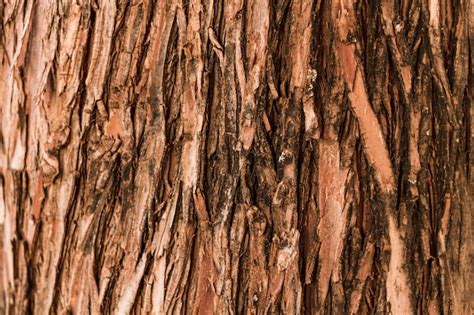photo natural vertical forest tree texture