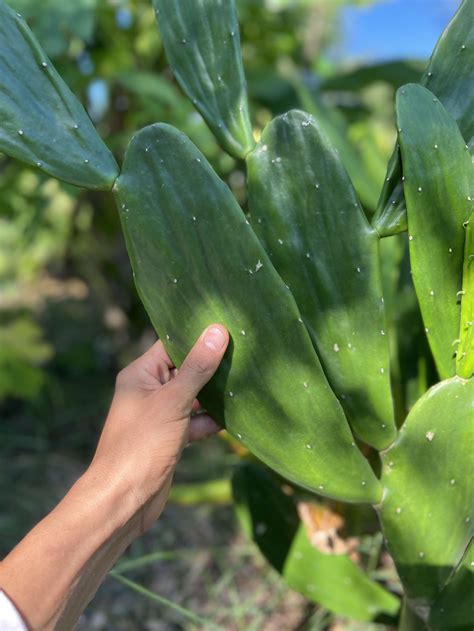 Spineless Prickly Pear Cactus - Nopales (Opuntia sp.) — Casa Cruz Food ...