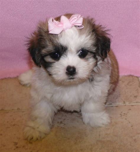 Shih Tzu Yorkie Maltese Mix - FEEDGUIDES.COM