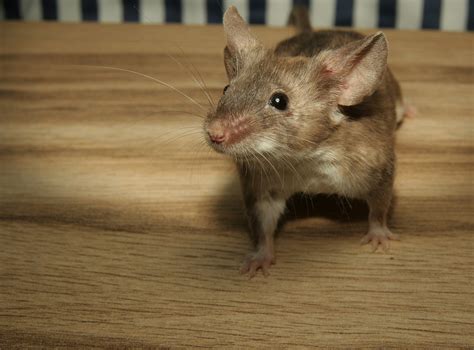 professional rodent control  critter control