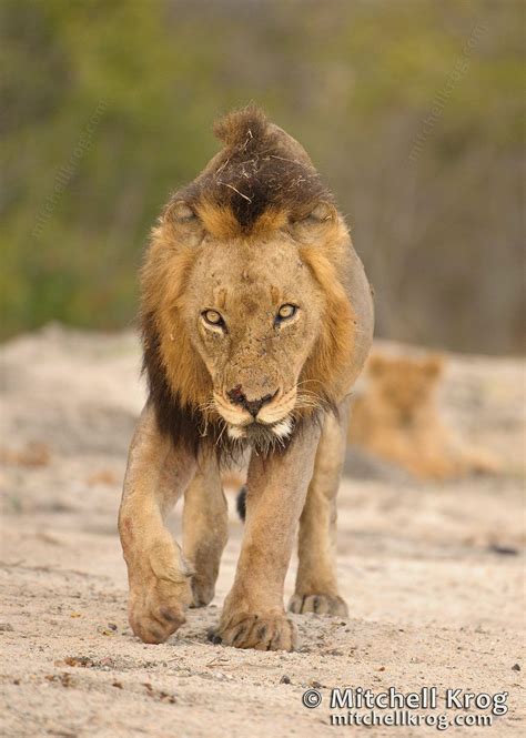 mapogo lions band of brothers the infamous Mr-T - african lion photos ...
