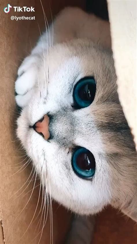 Pin van 정수씨 김 op 귀여운 아기 동물