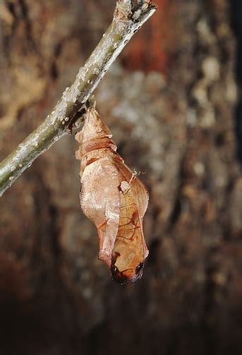 Pipevine Swallowtail Butterfly Chrysalis Cocoon Stock Photo - Download ...