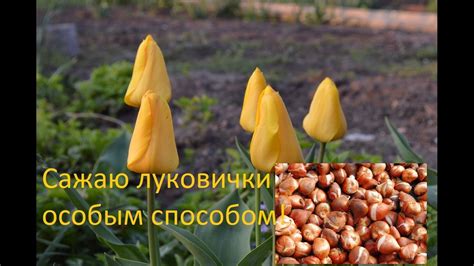 Тюльпаны. Секретик осенней посадки луковиц тюльпанов! - YouTube