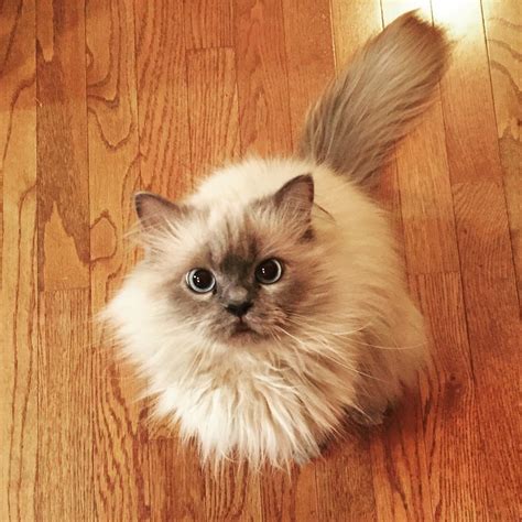 Lancelot--my beautiful Blue Point Himalayan cat | Himalayan cat, Cats