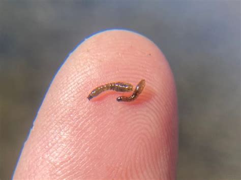 Bug of the Month: The Often Ignored Blackfly Larvae - Angler's Covey