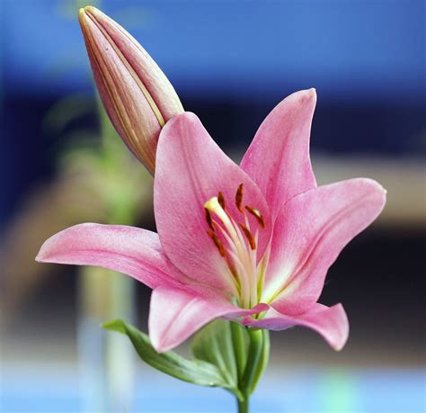 Pink Lily Free Stock Photo - Public Domain Pictures