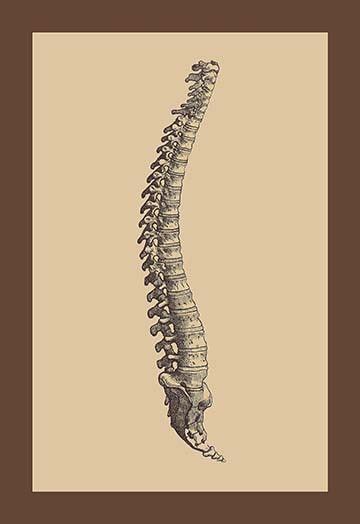 Backbone Drawing at PaintingValley.com | Explore collection of Backbone ...
