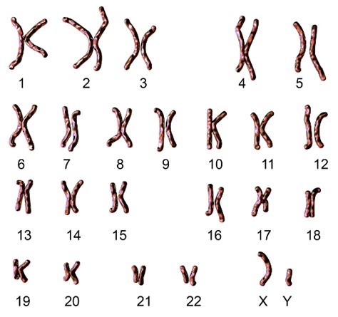 Cromossomos: resumo, classificação e tipos de cromossomos - Biologia Net