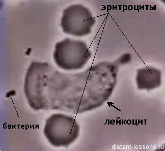 Лейкоциты крови человека | Дистанционные уроки