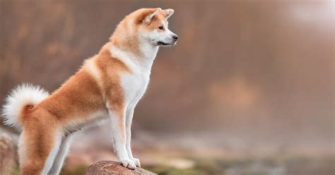 Akita Inu : origines, caractère, santé et alimentation - Blog Ultra ...
