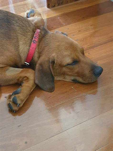 German Shepherd Rhodesian Ridgeback Mix