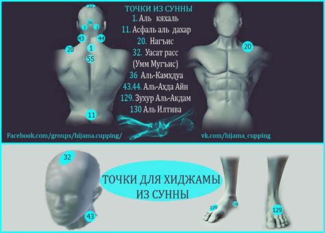 Точки хиджамы из сунны (Атлас точек) | Медицина, Медицинское ...