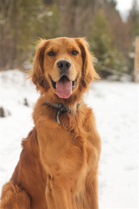 whats   family dog wwwinf inetcom
