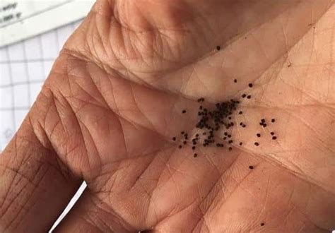 Выращивание львиного зева из семян. Когда сажать и как ухаживать