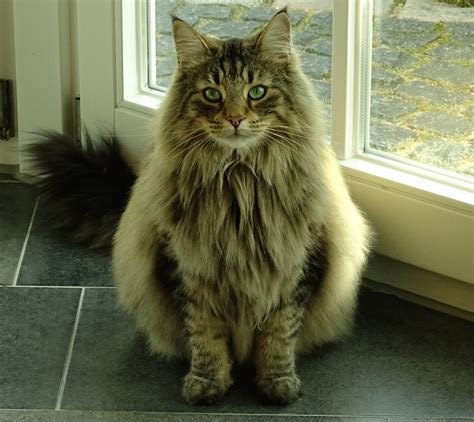 maine coon ras kucing mirip singa cerdas  senang air