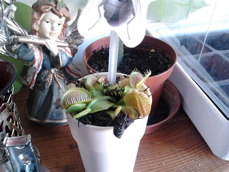 Verde pe balcon: Plante carnivore