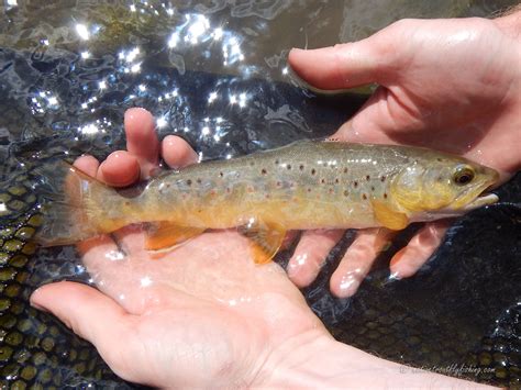 Native Trout Fly Fishing: Brown Trout