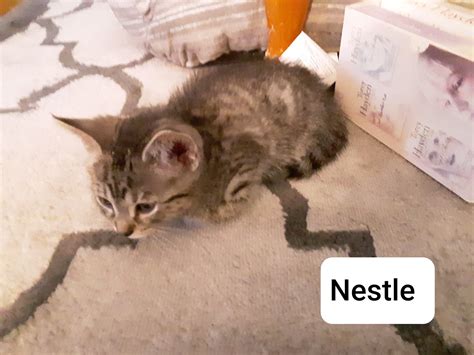 More local programs will help you adopt a kitten this year 24