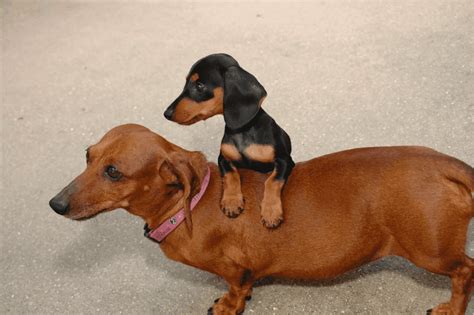 miniature  standard dachshund      fit  lifestyle