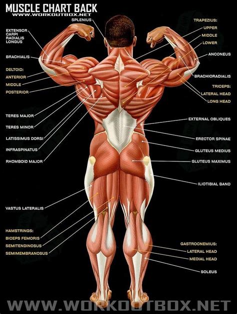 Muscle chart back | Anatomia umana, Anatomia muscolare, Muscoli
