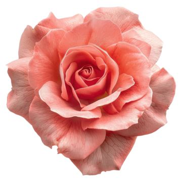 Stunning Rose PNG Transparent Images Free Download | Vector Files | Pngtree