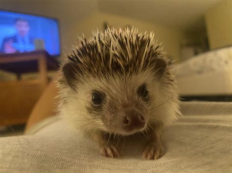 Everyone say happy birthday cannoli! : r/Hedgehog