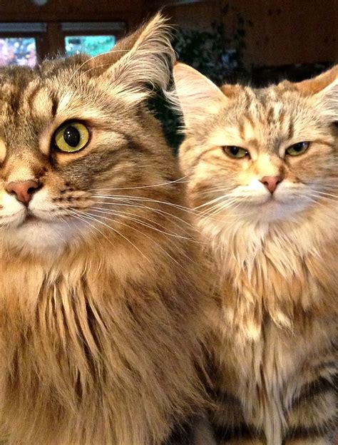 Classic Brown Tabby & Golden Torbie Siberian Cats