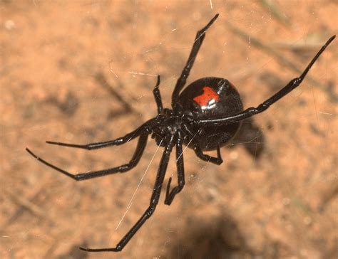 Poisonous spider