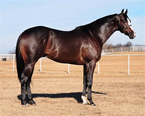 Brown bay quarter horse stallion Lota PYC | Horses - Chocolate
