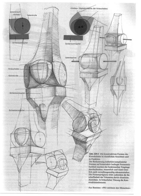 Gottfried Bammes - Die Gestalt Des Menschen - Anatomy & Visual Arts ...