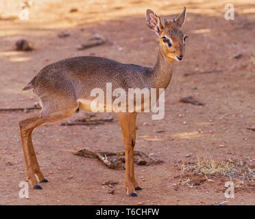dik dik small antelope head front view stock photo alamy