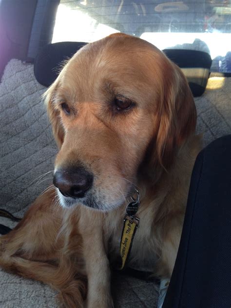 The sad face of backyard breeding.... - Furever Pets Grooming