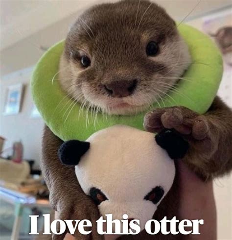 I m hit otter down meme – Artofit