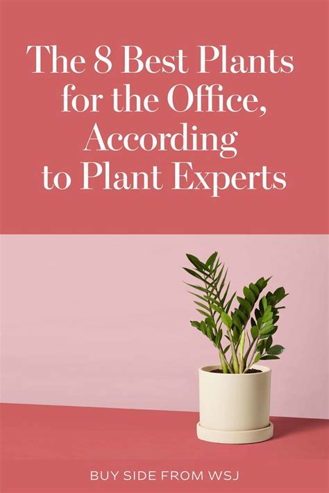 The 8 Best Plants for the Office, According to Plant Experts