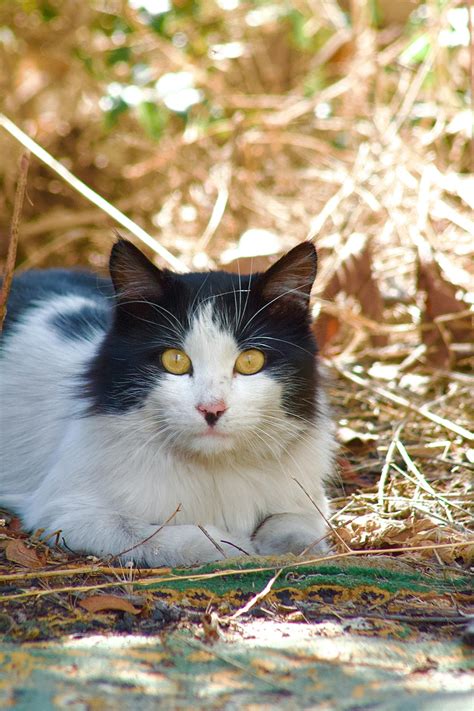 Big Natural Black Tits Photos, Download The BEST Free Big Natural Black