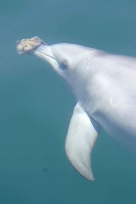 Sponge trick helps dolphins find food - SWI swissinfo.ch