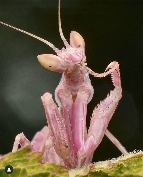 Pink Praying Mantis on Green Leaf