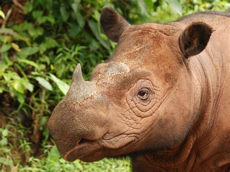 Sumatran Rhino | Species | WWF