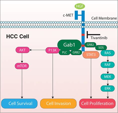 Development of Tivantinib as Treatment for Hepatocellular Carcinoma